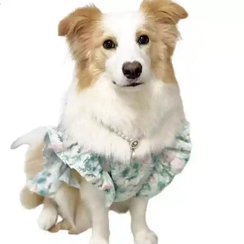 Pet Clothes Spring and Summer  - Summer Dog Clothing recension och pris