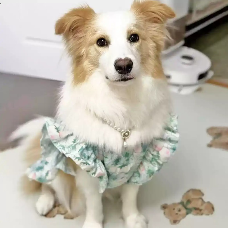 Pet Clothes Spring and Summer  - Summer Dog Clothing recension och pris
