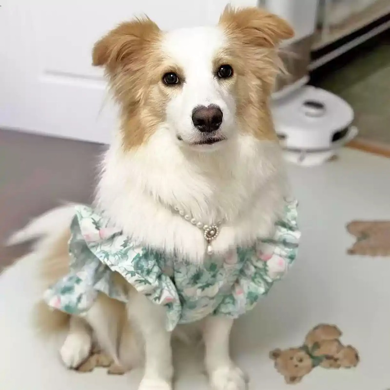 Pet Clothes Spring and Summer  - Summer Dog Clothing recension och pris
